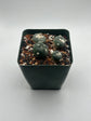 Alberto Button Cactus (4 pack) (Copy)