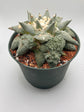 Ariocarpus Retusus Cauliflower