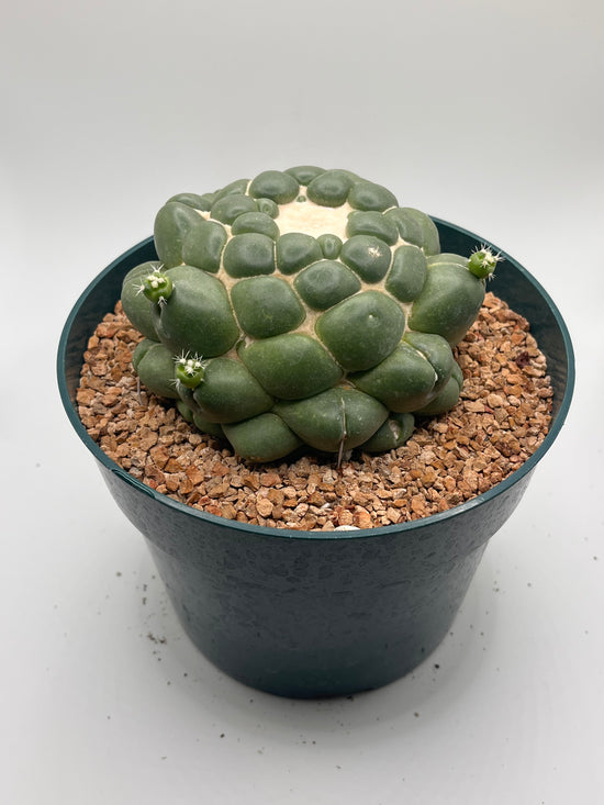 coryphantha elephantidens inermis w/ pups