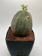 Euphorbia obesa (female)
