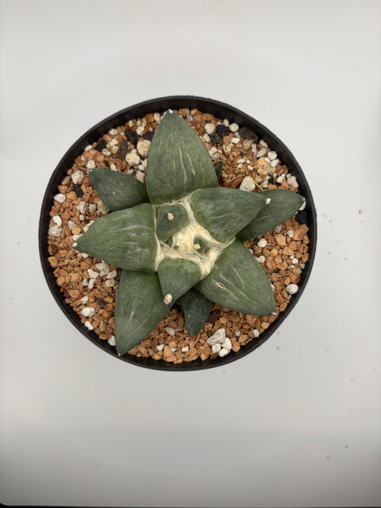 Ariocarpus Retusus