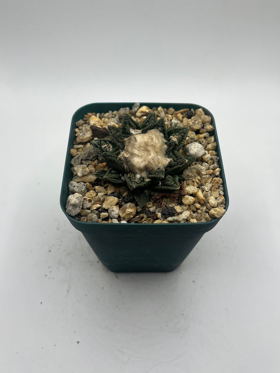 Ariocarpus hintonii