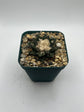 Ariocarpus hintonii