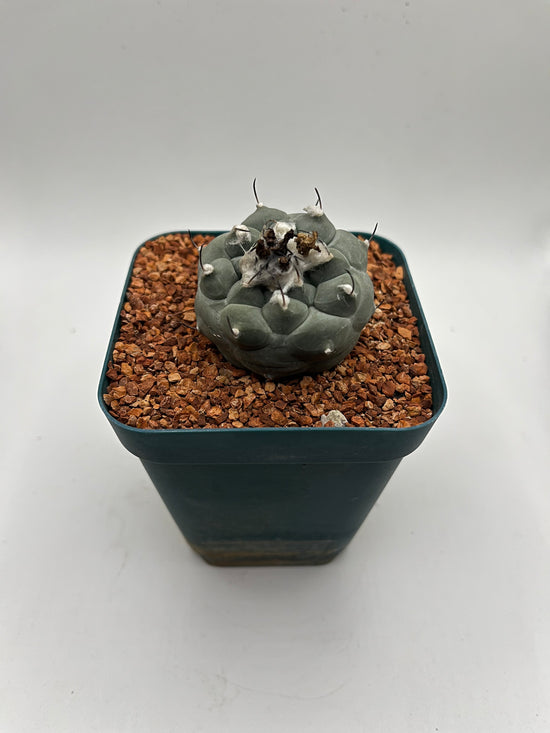 Turbinicarpus lophophoroides × jauernigii