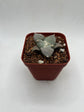 Ariocarpus Retusus brevituberosus