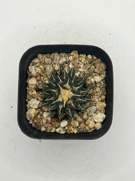 Ariocarpus kotschoubeyanus