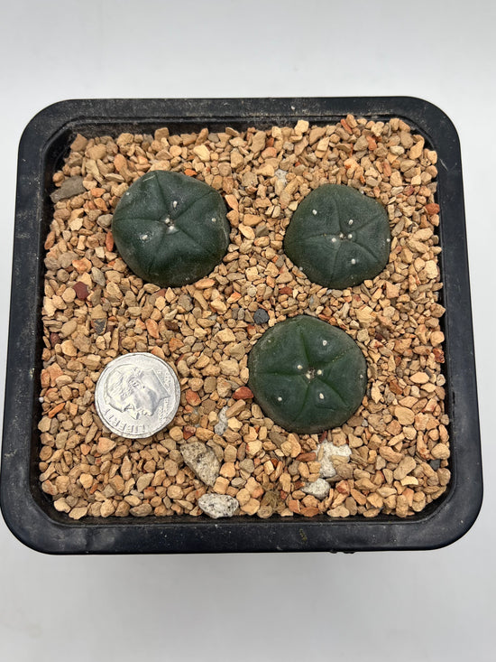 LW 3 pack