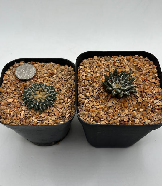 A. KOTSCHOUBEYANUS 2 pack