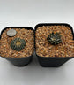 A. KOTSCHOUBEYANUS 2 pack