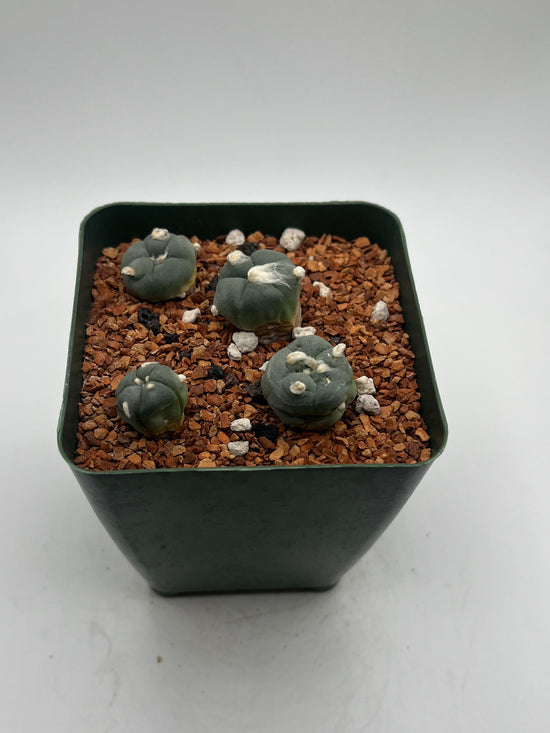 Alberto Button Cactus (4 pack)