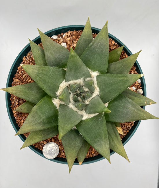 Ariocarpus Trigonus