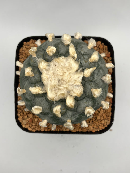 Button Cactus