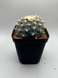 Button Cactus