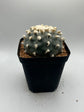 Button Cactus