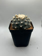 Button Cactus