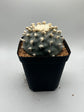 Button Cactus