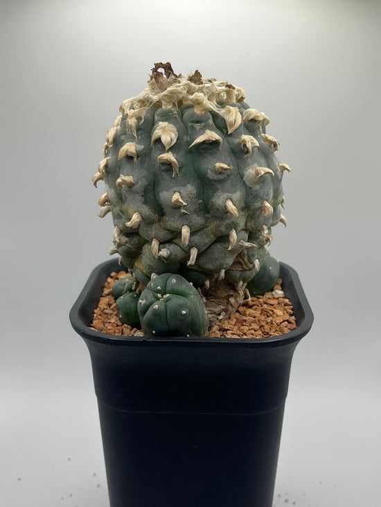 Button Cactus with pups