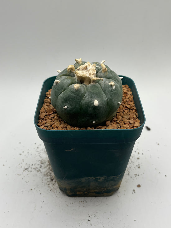 Button Cactus
