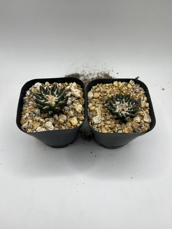 Ariocarpus kotschoubeyanus (2 pack)