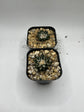 Ariocarpus kotschoubeyanus (2 pack)