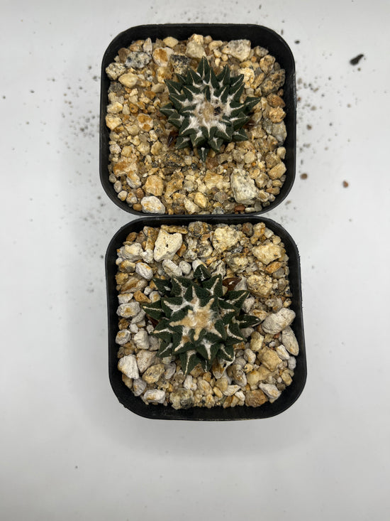 Ariocarpus kotschoubeyanus (2 pack)