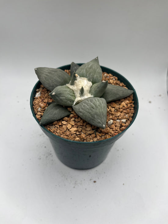 Ariocarpus Retusus