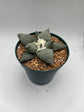 Ariocarpus Retusus