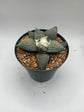 Ariocarpus Retusus
