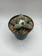 Ariocarpus Retusus
