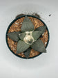 Ariocarpus Retusus