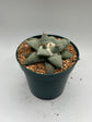 Ariocarpus Retusus