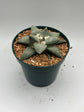 Ariocarpus Retusus