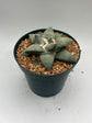 Ariocarpus Retusus