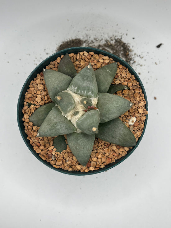 Ariocarpus Retusus
