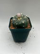 Button Cactus