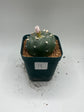 Button Cactus