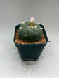 Button Cactus