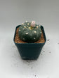 Button Cactus