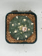 Button Cactus