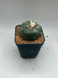 Button Cactus