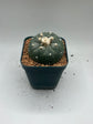 Button Cactus