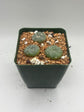 Button Cactus