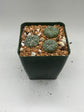 Button Cactus