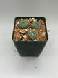 Button Cactus