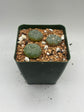 Button Cactus