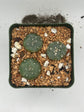 Button Cactus