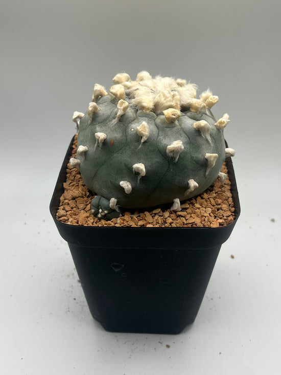 Button Cactus w/ pup
