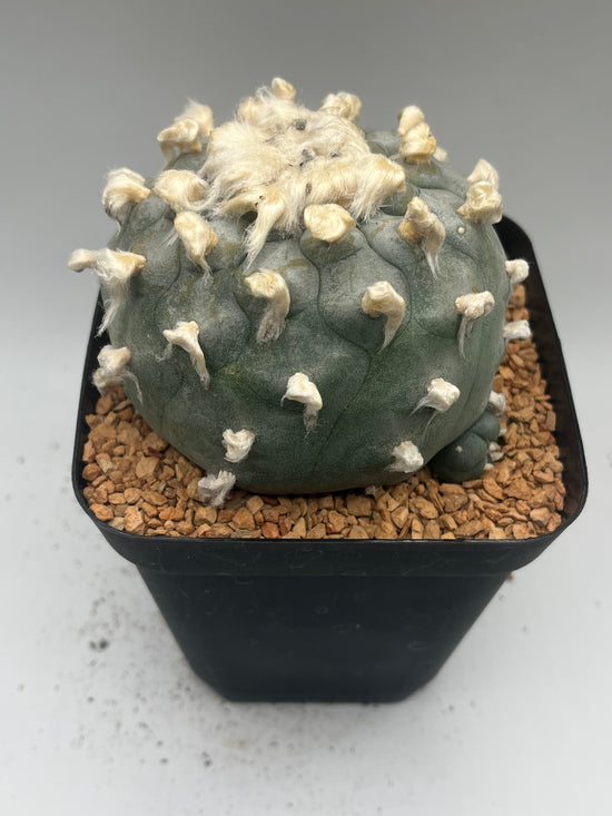 Button Cactus w/ pup