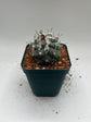 Turbinicarpus lophophoroides × jauernigii