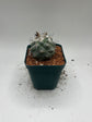 Turbinicarpus lophophoroides × jauernigii